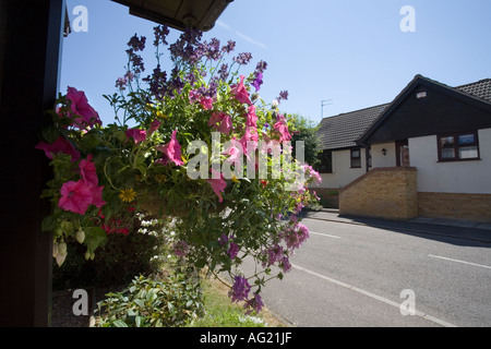 Appendere cestello contenente la petunia geranio fucsia e LOBELIA Foto Stock