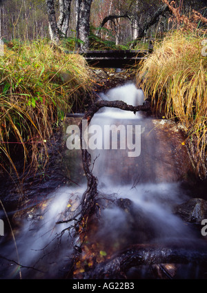 Piccolo ruscello vicino al cane cade Glen Affric Inverness Shire Foto Stock