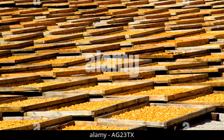 Essiccamento al sole pere albicocche e pesche in vassoi in sun Foto Stock