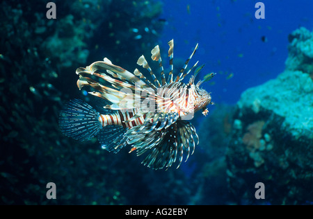 Leone nuotare nell'oceano Foto Stock