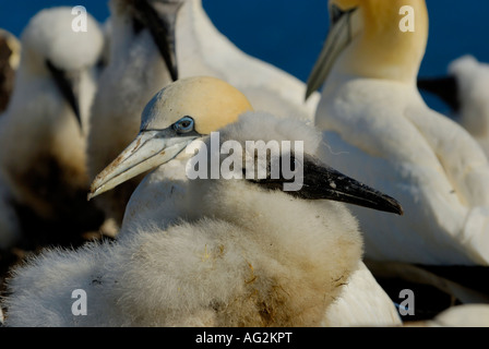 Northern Gannet pulcino, Morus bassanus, Bass Rock, Firth of Forth, Scozia Foto Stock