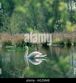 Cigno con la riflessione Foto Stock