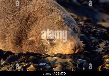 Nuova Zelanda pelliccia sigillo Callorhinus Ursinus in appoggio tra le alghe Kaikoura Nuova Zelanda Foto Stock