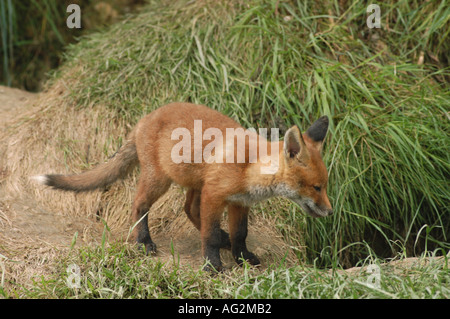 Fox cub fuori den Foto Stock