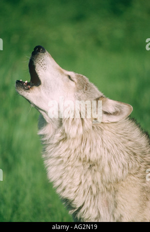 Lupo che ulula Foto Stock
