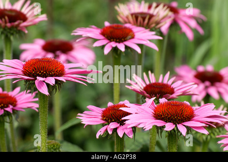 Echinacea purpurea Rubin Glow o cono fiori RHS Wisley Gardens Surrey in Inghilterra Foto Stock