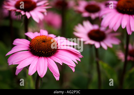 Echinacea purpurea Rubin Glow o cono fiori RHS Wisley Gardens Surrey in Inghilterra Foto Stock