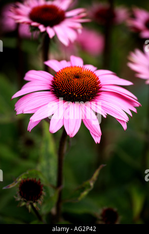 Echinacea purpurea Rubin Glow o cono fiori RHS Wisley Gardens Surrey in Inghilterra Foto Stock