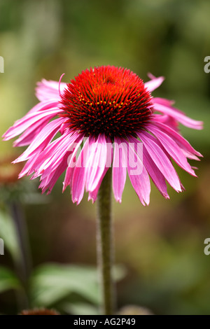 Echinacea purpurea Rubin Glow o cono fiori RHS Wisley Gardens Surrey in Inghilterra Foto Stock