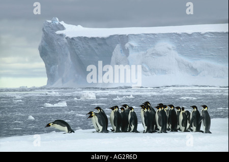 Pinguini imperatore queueing prima di entrare in mare tutti in una volta Atka Bay Mare di Weddell Antartide Foto Stock