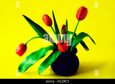 Tulipani rossi in vaso blu Foto Stock