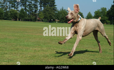 Weimaraner cane che corre in posizione di parcheggio Foto Stock