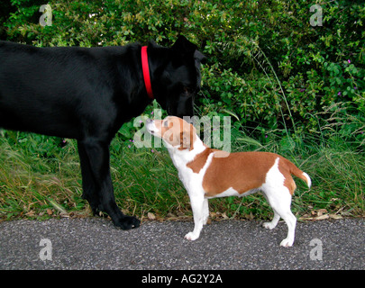 Signor PR grande cane nero incontra un po' marrone cane bianco Foto Stock