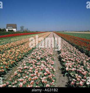 Una vista di nana multicolore tulipani in pieno fiore in un olandese bulbfield in primavera Foto Stock
