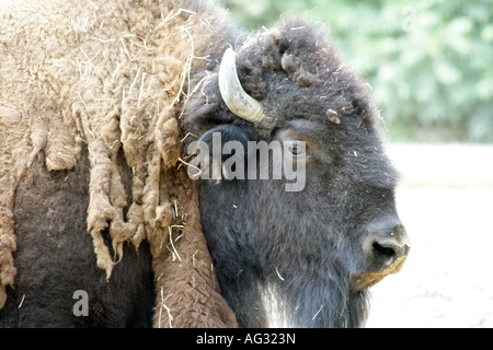 Bisonti americani presso Brookfield Zoo Foto Stock