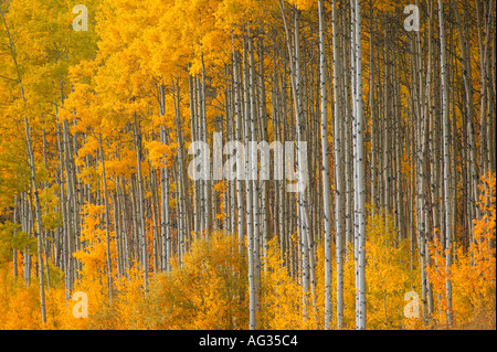 Autunno alberi pioppi vicino al Grand Cache lungo il Bighorn Autostrada Alberta Highway 40 Alberta Canada Foto Stock