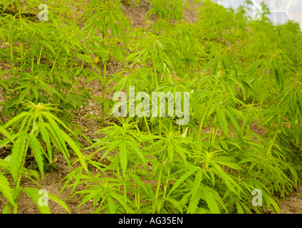 Il Progetto Eden è un grande complesso ambientale in Inghilterra. Il progetto si trova in una rigenerata china clay pit, individuare Foto Stock