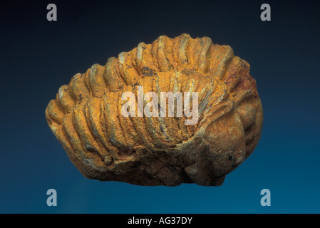 Laminati fossili trilobata Calymene Ordovician periodo Foto Stock