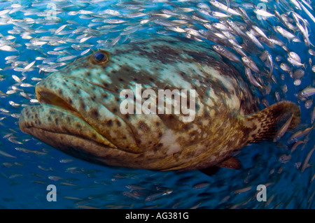 Golia cernia Epinephelus itajara circondato da sigaro Minnows Decapterus punctatus durante una aggregazione di deposizione delle uova in Florida Foto Stock