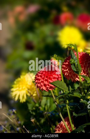 Dahliasflowering nella tarda estate all'aperto Foto Stock