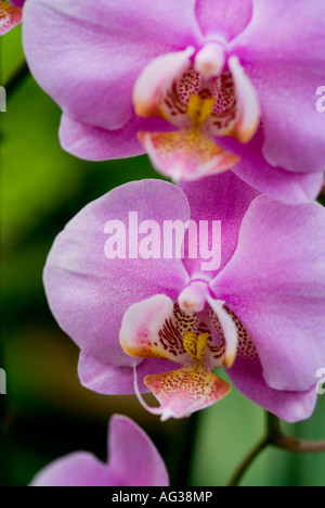 Rosa fiori di orchidea in dettaglio Foto Stock