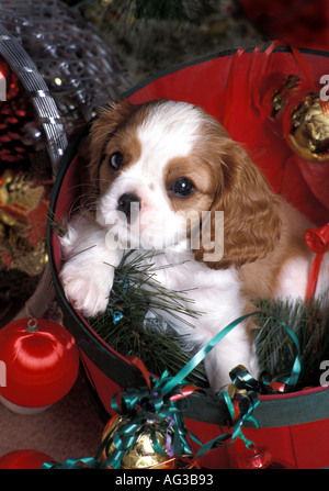 Un otto settimane vecchio Blenheim Cavalier King Charles Spaniel cucciolo festeggiano il Natale di Londra Inghilterra Foto Stock