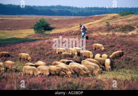 Paesi Bassi Emmen Pastore con cane e pecore in fioritura brughiera Foto Stock