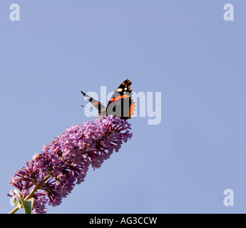 Un Rosso Admiral butterfly alimentazione su un arbusto buddleia Foto Stock