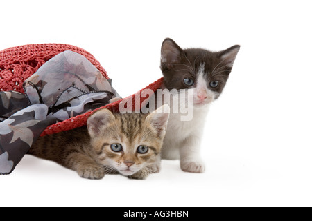 Due gattino sotto in rosso di un cappello di paglia Foto Stock