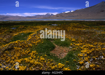 Prato/marsh con giallo pidocchio del mosto di malto dal lago salino Tso Kar (4268 m), Ladakh, India. Ci sono dei depositi di sale lungo la riva. Foto Stock