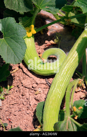 Cetriolo armeno Cucumis melo flexulosus pianta con frutto anche della Spagna chiamato yard lungo serpente di cetriolo cetriolo Foto Stock