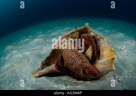 Eremita gigante (Petrochirus diogene) emergente dalla sua casa un vecchio guscio scartato in prossimità di una barriera corallina in Palm Beach, FL. Foto Stock