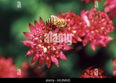 Astrantia major Hadspen sangue con il miele delle api Wisley Royal Horticultural Gardens Surrey in Inghilterra Foto Stock