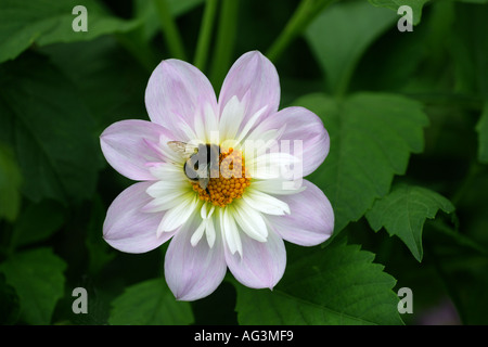 Dahlia Teesbrooke Audrey con Bumble Bee visitando Wisley Royal Horticultural Gardens Surrey in Inghilterra Foto Stock