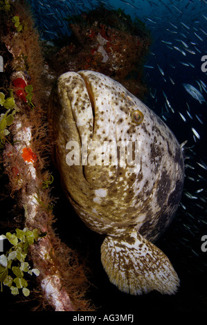 Un Goliath raggruppatore (Epinephelus itajara) in Giove, FL. Foto Stock