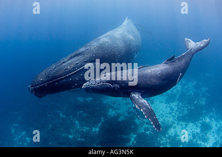 Le Balene con la gobba (Megaptera novaeangliae) in Vava'u, Regno di Tonga, un allevamento e posizione del parto per le balene nel Pacifico. Foto Stock