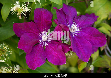 La clematide Rouge Cardinal flower Wisley Royal Horticultural Gardens Surrey in Inghilterra Foto Stock