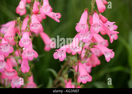 Pennington Penstemon Gem Wisley Royal Horticultural Gardens Surrey in Inghilterra Foto Stock