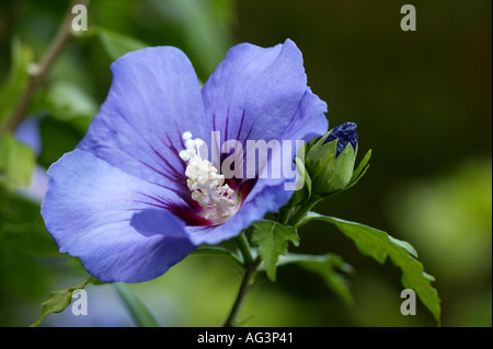 Hibiscus syriacus Oiseau blu Foto Stock
