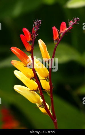 Ipomoea labata fiori Wisley Royal Horticultural Gardens Surrey in Inghilterra Foto Stock