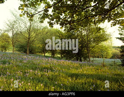 Cheshire Poynton primavera bluebell campo riempito Foto Stock
