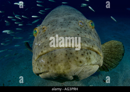 Un Goliath raggruppatore (Epinephelus itajara) in Giove, FL. Foto Stock