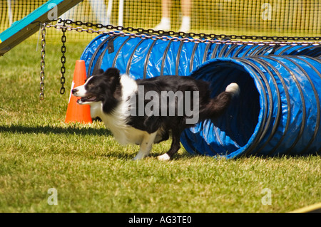 Border Collie Retriever in esecuzione tramite il tunnel sulla agilità corso Corydon Indiana Foto Stock