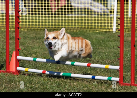 Pembroke Welsh Corgi Jumping ostacolo sulla agilità corso Corydon Indiana Foto Stock