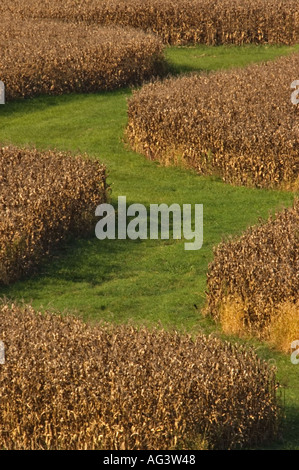 Campo di mais in Floyd County Indiana Foto Stock