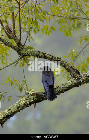 Il corvo comune arroccato su un lichene coperto succursale in Cades Cove nel Parco Nazionale di Great Smoky Mountains in Tennessee Foto Stock