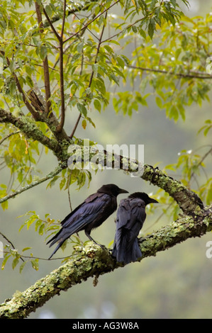 Coppia di corvi comune Corvus brachyrhynchos arroccato su un lichene coperto il ramo Cades Cove Great Smoky Mountains National Park Tenn Foto Stock