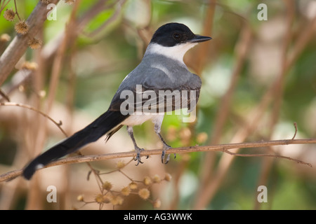 Immagine di una forcella-tailed flycatcher (Tyrannus savana) Foto Stock