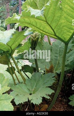 Gunnera manicata Foto Stock