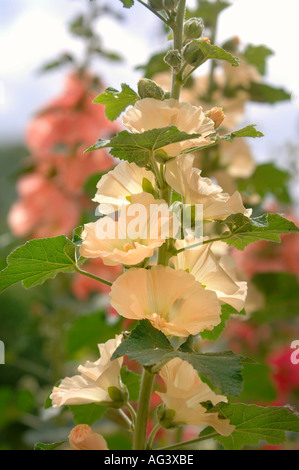 HOLLYHOCKS in un giardino Inglese Regno Unito 2005 Foto Stock